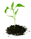 Websites for Growing Business.